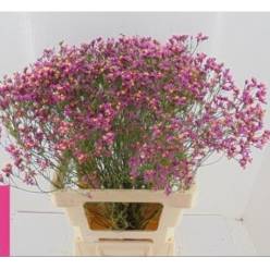 Limonium Hol. Tiffany Diamond 80cm 25gr "T25" Fr