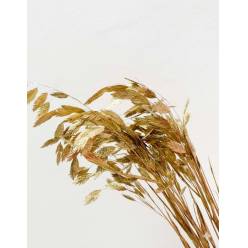 Chasmanthium Latifol Pintado Oro 70cm "T50"