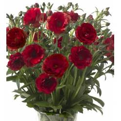 Ranunculos Italia Butterfly Hades 50cm