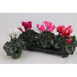 P. Cyclamen Gr Sup Mammoth 13/30cm "CC3"