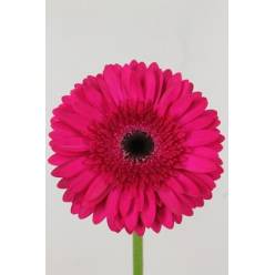 Gerbera Hol. Martini "T25"