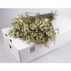 Flor Cera Hol. Ella 60cm 20gr Bl. "T25"