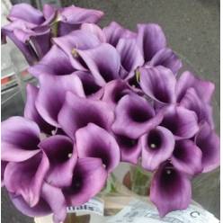 Calla Paco 60cm (7 Dias - 2�)