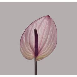 Anthurium Hol. Bellanca Malva �13  "CC12" (7 Dias - 2�)