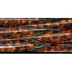 Cymbidium Oranj Holland 80cm Nj (7 Dias - 2�)