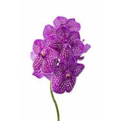 Vanda Su Lipstick x16 (7 Dias - 2�)