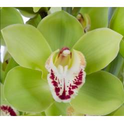 Cymbidium Noah 80cm Vd. (7 Dias - 2�)