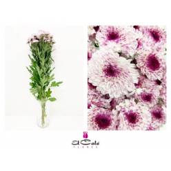 Margarita Hol. Abbey 75gr Rs. (7 Dias - 2�)