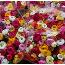 Ranunculos Italia Extra Mixto 45cm "T50" (7 Dias - 2�)