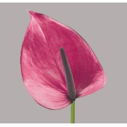 Anthurium Hol. Cassis �11  "CC16" (7 Dias - 2�)