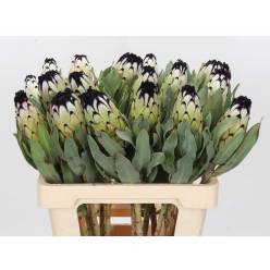 Protea Niobe 60cm Bl-Bic. (7 Dias - 2�)