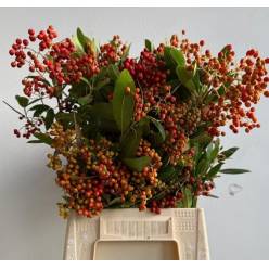 Photinia Fruto Italia 60cm 250gr (7 Dias - 2�)