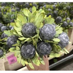 Safari cape Pubescens 40cm (7 Dias - 2�)