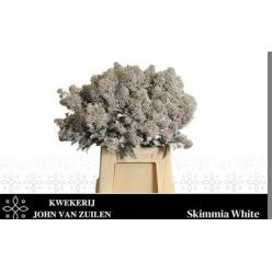 Skimmia Rubella Pintada Blanca 45cm "Paquete" (7 Dias - 2�)