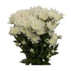 Margarita Col. C. White Logan (7 Dias - 2�)