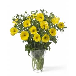 Ranunculos Italia Butterfly Phytalos 50cm  (7 Dias - 2�)