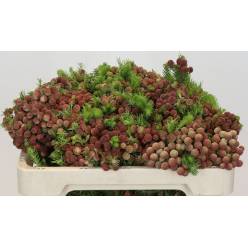 Safari Brunia Paleacea 40cm (7 Dias - 2�)