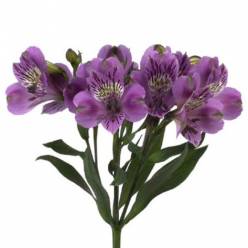 Alstroemeria Col. Select Lavanda (7 Dias - 2�)