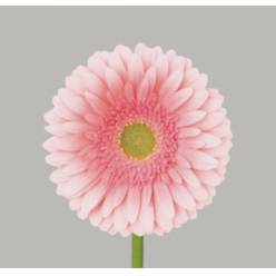 Gerbera Hol. Romella Rs. "T25" (7 Dias - 2�)