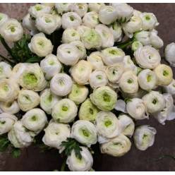 Ranunculos Italia Elegance Blanco 45cm (7 Dias - 2�)