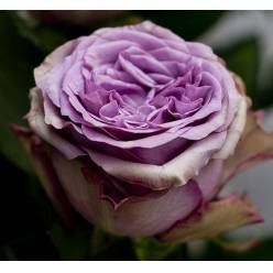 Rosa Hol. Dolcetto! 50cm (7 Dias - 2�)