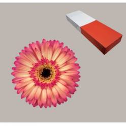 Gerbera Hol. Hippie Chic "T25" (7 Dias - 2�)