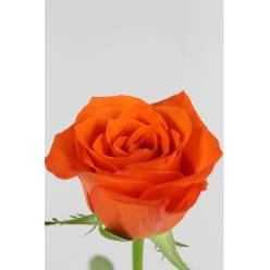 Rosa Hol. Patz 40cm (7 Dias - 2�)