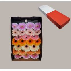 Gerbera Hol. Pastel Mix "T25" (7 Dias - 2�)