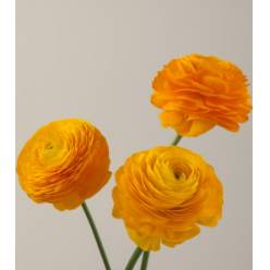 Ranunculos Ecu. Elegance Giallo 35cm Am. (7 Dias - 2�)