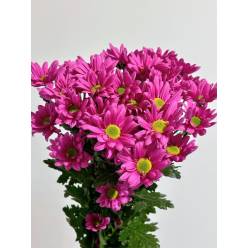 Margarita Nac. Pirus Fucsia 75gr