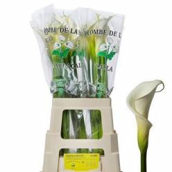 Calla Gr. Hol. Colombe Paix 70cm (7 Dias - 2�)