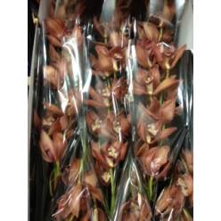 Cymbidium Fredericka 80cm (7 Dias - 2�)