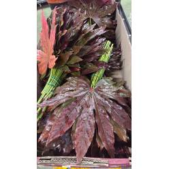 Aralia Italia 55cm Red Absorcion (7 Dias - 2�)