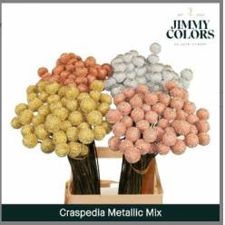 Craspedia Pintada Cobre 70cm "T50" (7 Dias - 2�)