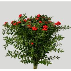 Ruscus Wild Bola Roja 65cm "T25" (7 Dias - 2�)