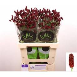 Sanguisorba Officinalis Red Dream 60cm "T25" (7 Dias - 2�)