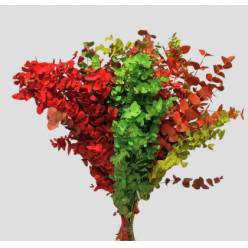 Eucalipto Cinerea Pintado "200gr" Arlecchino (7 Dias - 2�)