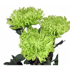 Uniflor Col. Clemente verde (7 Dias - 2�)