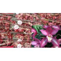 Cymb Mini Ina 50cm x10  Rs. (7 Dias - 2�)