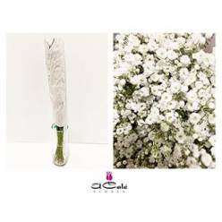 Paniculata Ecu. Million Star 750gr "T25" (7 Dias - 2�)