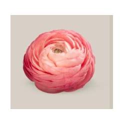Ranunculos Ecu. Elegance Salmon 35cm (7 Dias - 2�)