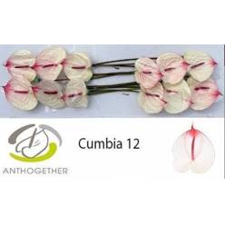 Anthurium Hol. Cumbia Bic. �15  "CC10"