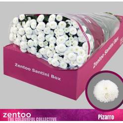 Santini Pizarro 1100gr "T25" Bl.