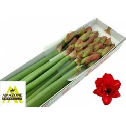 Amaryllis Cherry Nymph "CC15"