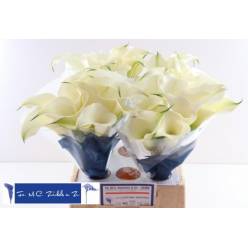 Calla Captain Ventura 40cm (7 Dias - 2�)