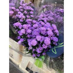 Aster Hol. Double Date Pink 70cm 20gr "T25"