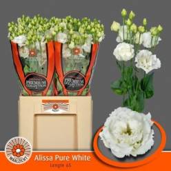 Lisiantus Hol. Alissa Pure White 65cm 55gr "T10"