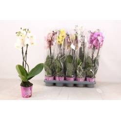 P. Phalaenopsis Mixta 5KL 12/60cm 2T x10 Piko.P.