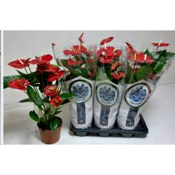 P. Anthurium An Jambo Red 17/75cm x6 6F