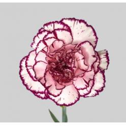 Clavel Nac. 70cm Damascus